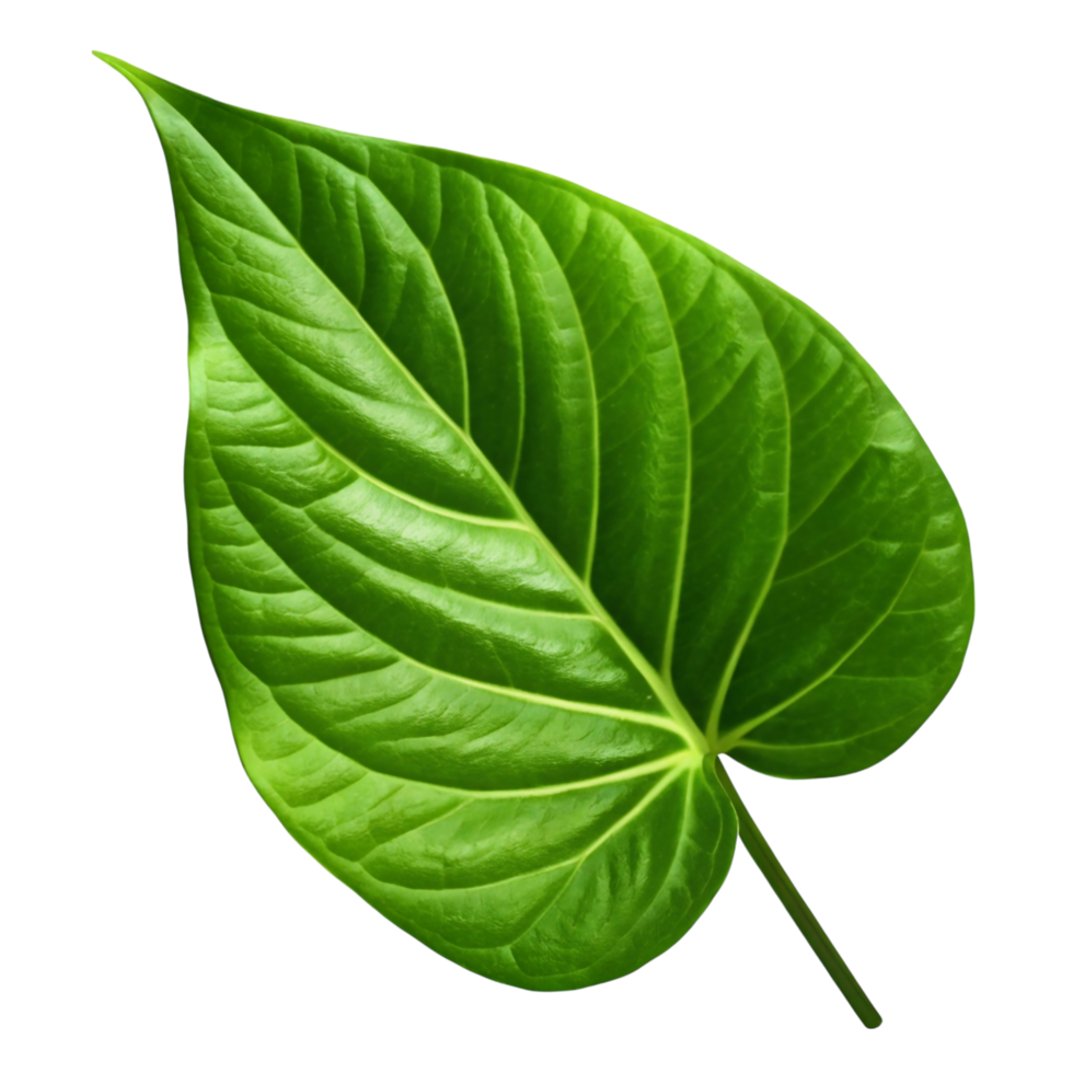 Vibrant Green Leaf Isolated on transparent Background Botanical Photography Studio Shot Detailed Leaf Texture Heart Shaped Leaf Lush Greenery Natural Beauty png
