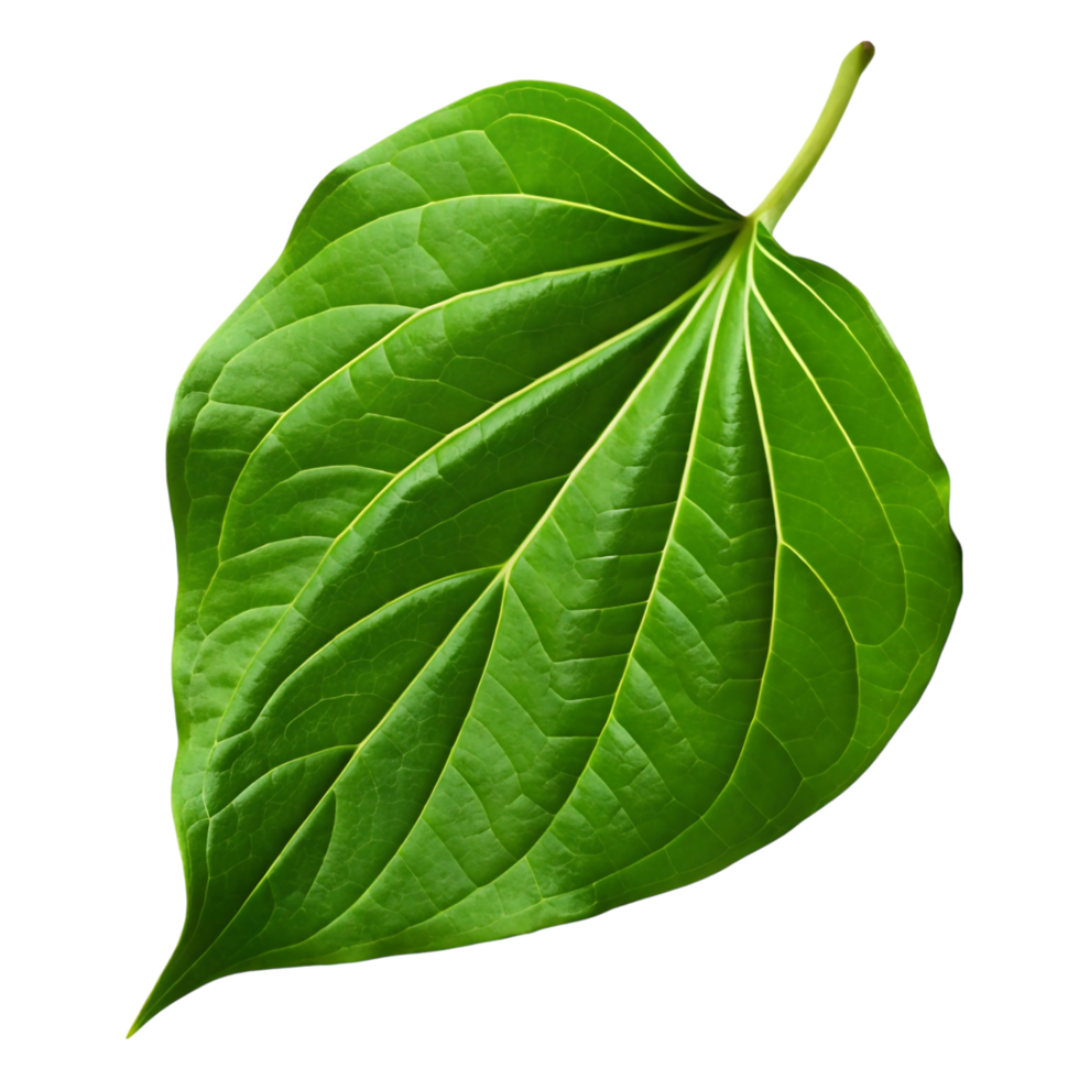 Closeup of a vibrant green betel leaf isolated on transparent background showing intricate vein patterns and leaf texture png