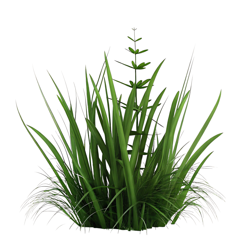 Lush Green Grass and Plant Cluster Isolated on transparent Background Detailed 3D Render png