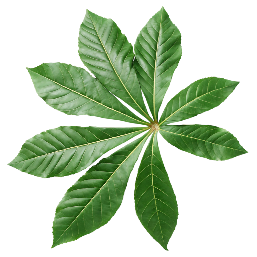 A Stunning of a Lush Green Palmate Leaf Isolated on transparent Background Botanical Photography png