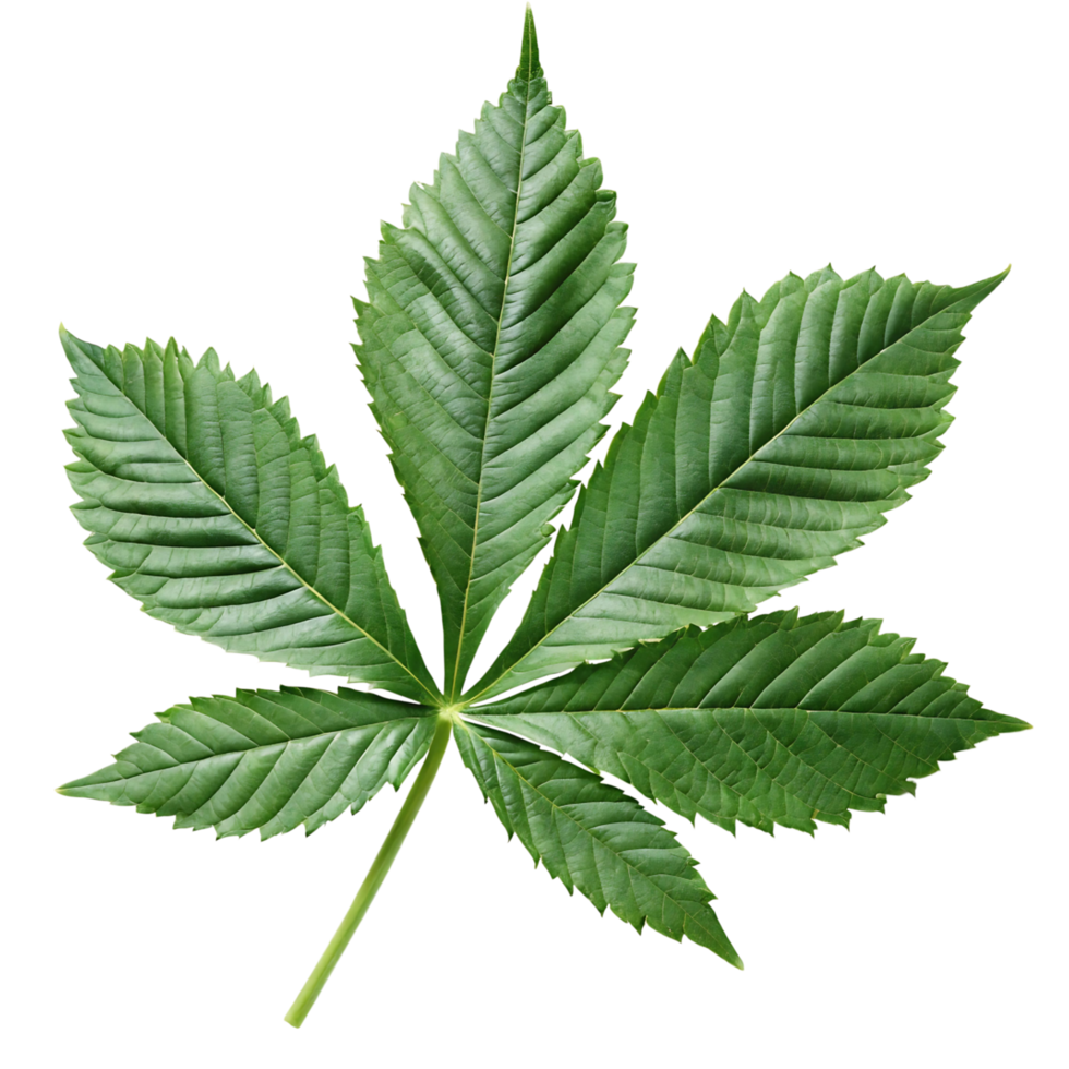 A Detailed Closeup of a Vibrant Green Leaf with Seven Palmate Leaflets png