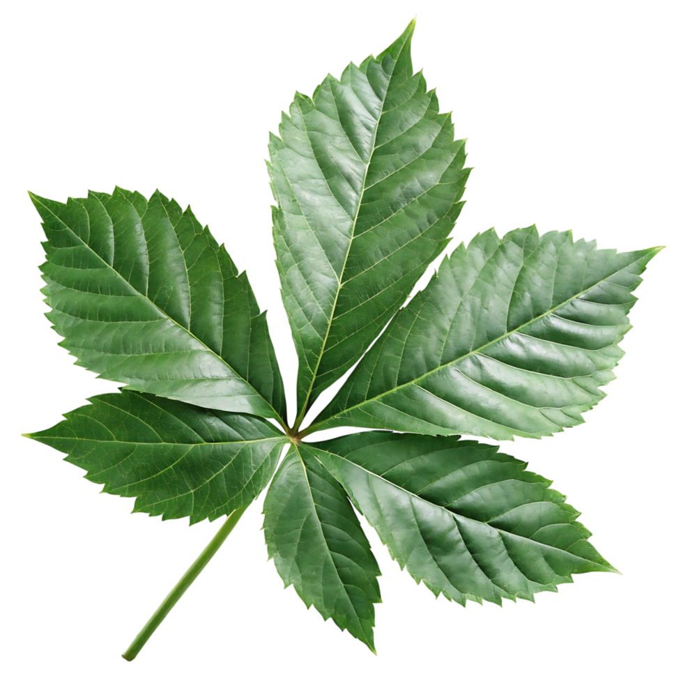 Detailed Closeup of a Lush Green Palmate Leaf Isolated on transparent Background Botanical Photography png