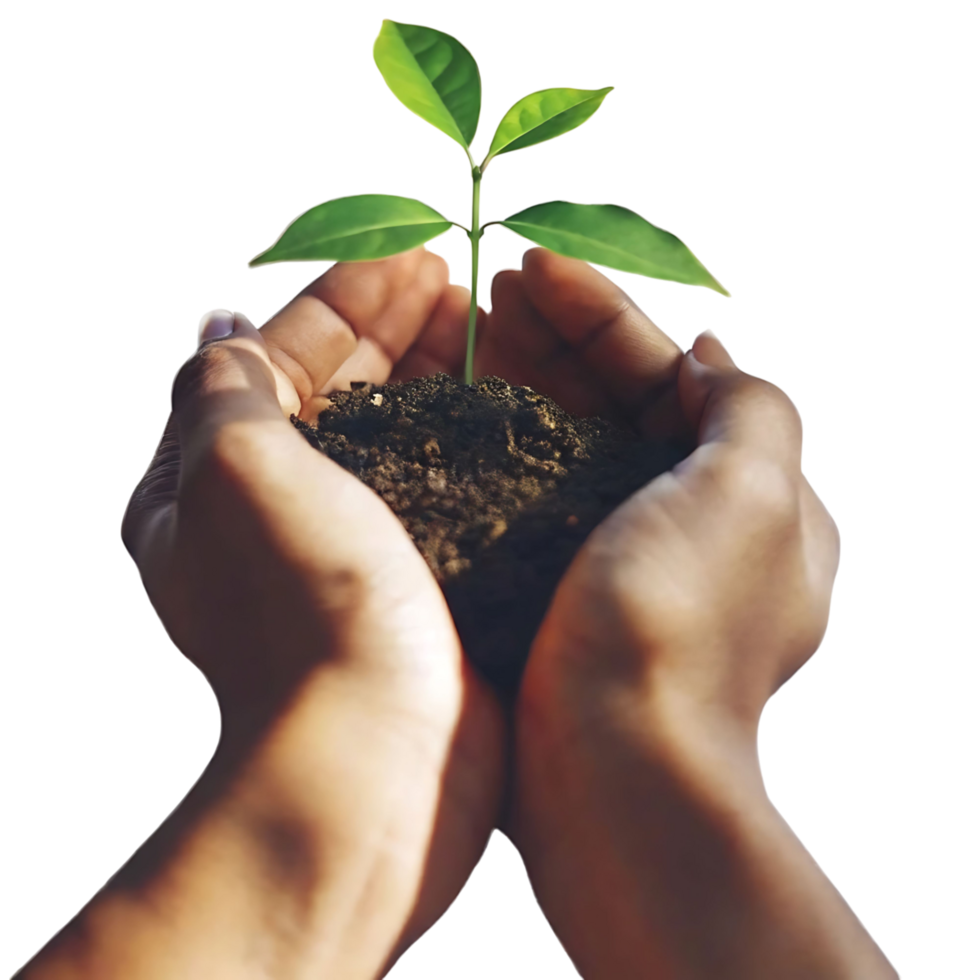 Tender Hands Gently Cradle a Young Sprout Emerging from Rich Soil png