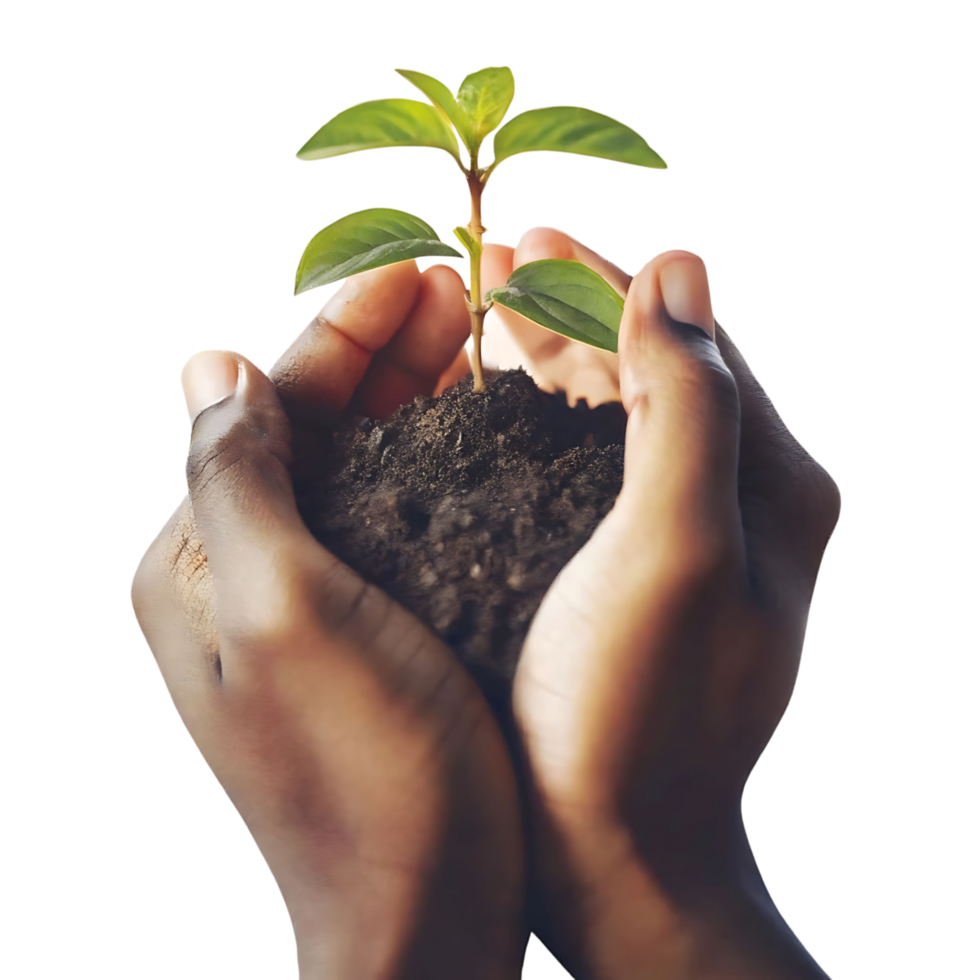 Tender Hands Gently Holding a Young Sprout Emerging from Dark Soil Against a transparent Background png
