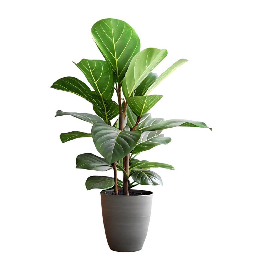Lush Green Ficus Lyrata Plant in a Light Grey Pot Against a transparent Background A Vibrant Houseplant Displayed with Detailed Leaves and Stems png