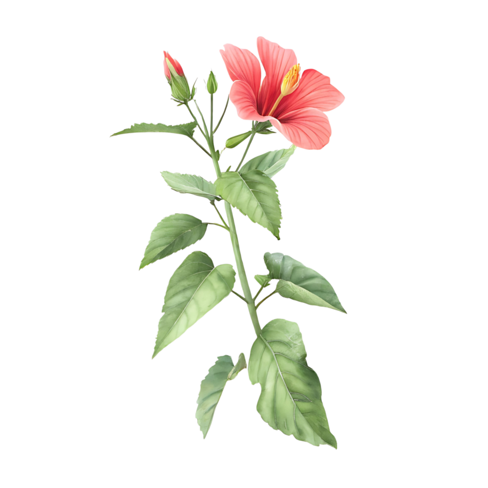 Stunning Pink Hibiscus Flower with Lush Green Leaves Botanical png