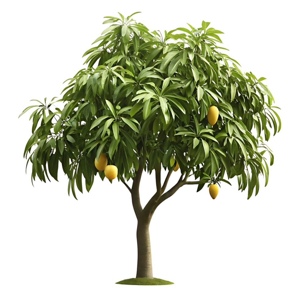 A Lush Green Mango Tree with Ripe Yellow Mangos png