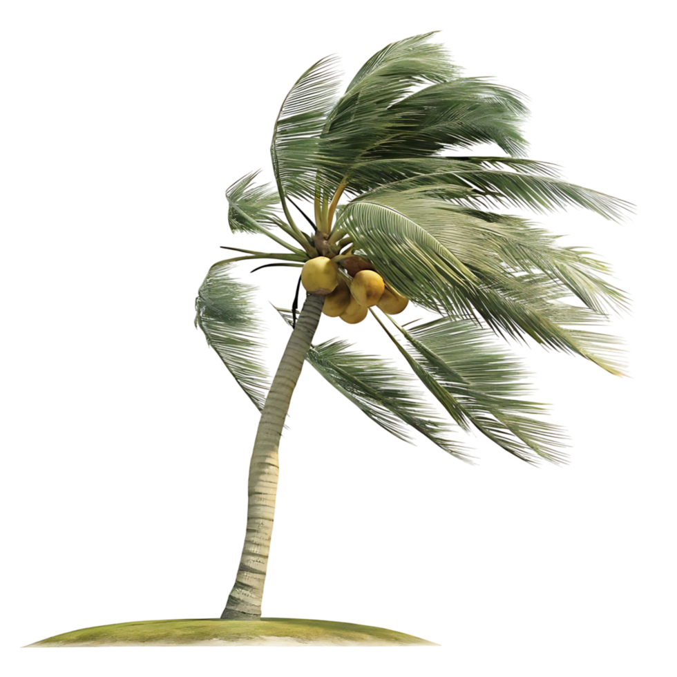 A lone coconut palm tree bends in the wind showcasing its yellow coconuts and lush green fronds against a transparent background png