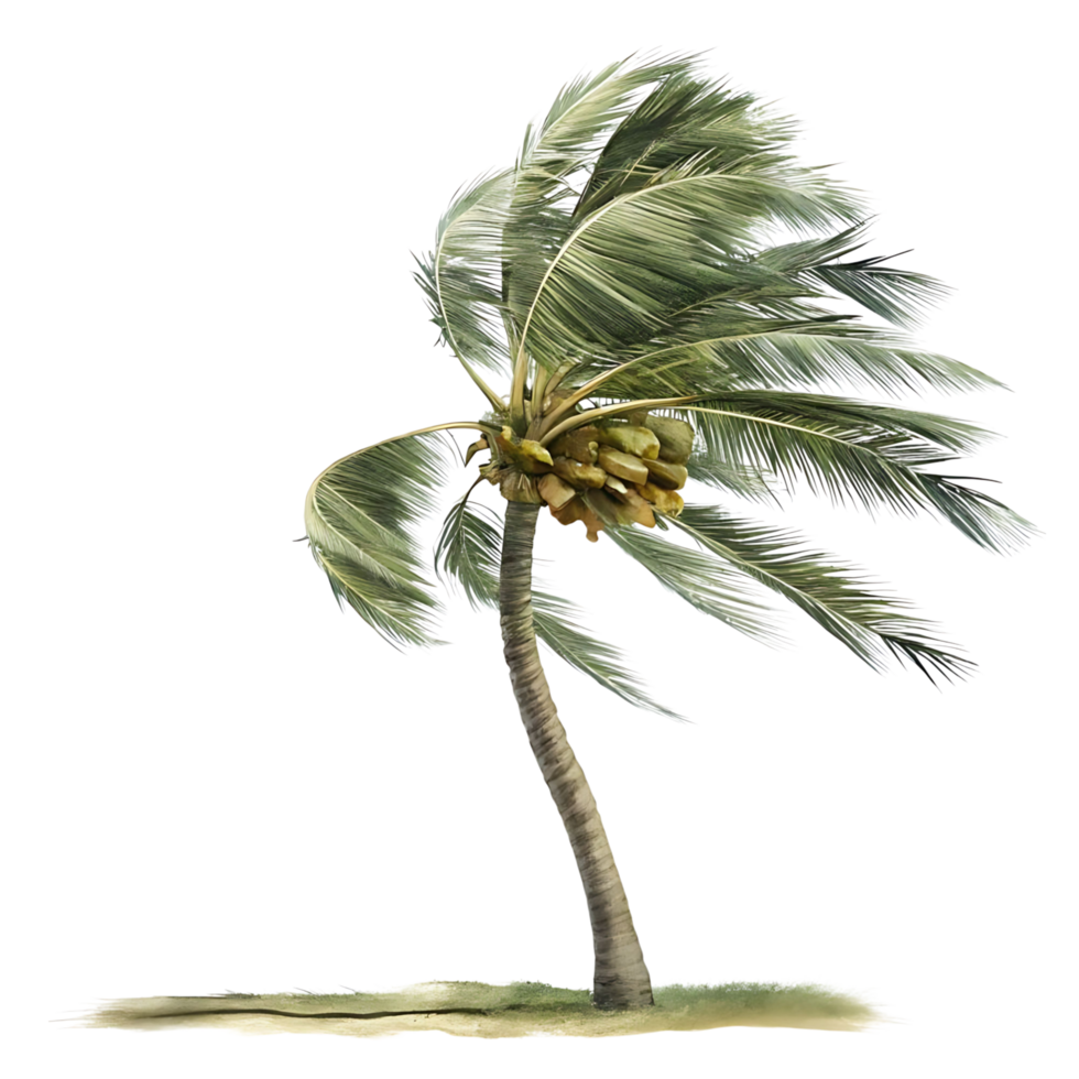 A Single Palm Tree Bending in the Wind Tropical Storm Weather Nature Illustration png