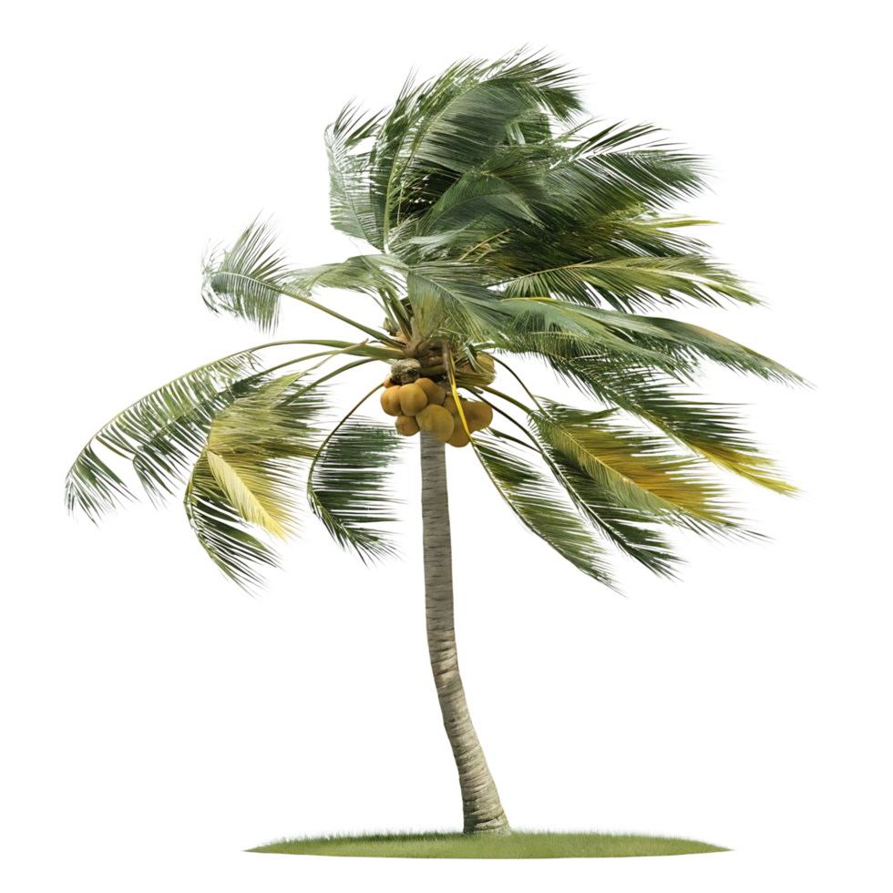 Single Coconut Palm Tree in Strong Wind Isolated on transparent Background Tropical Summer Vacation Paradise png