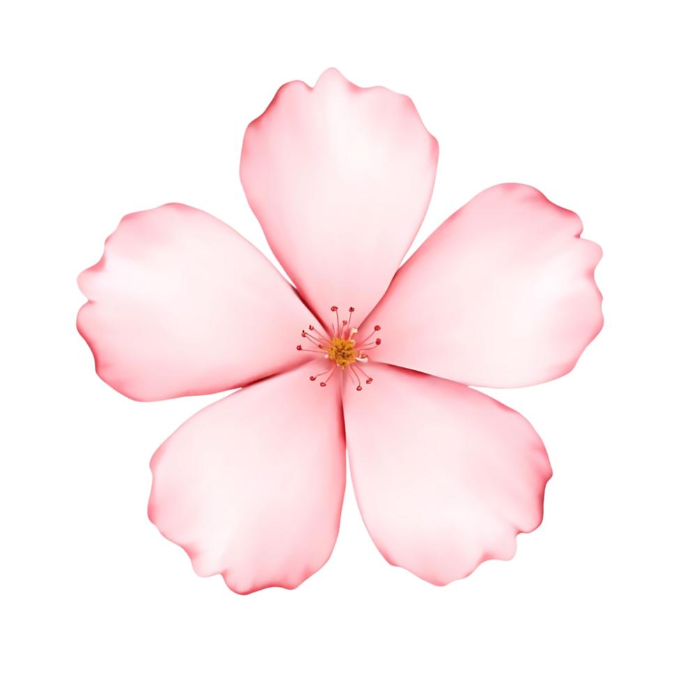 Closeup of a Delicate Pink Flower with Five Petals and a Yellow Center a Stunning Floral png