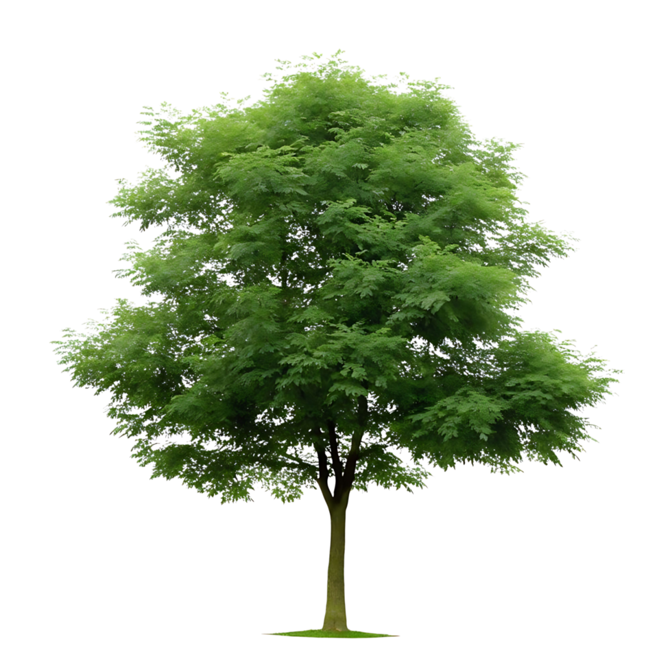 A single lush green tree isolated on a transparent background a vibrant summer tree a deciduous tree full of leaves png