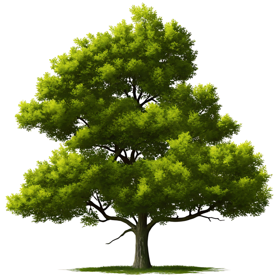 A Lush Green Deciduous Tree Isolated on transparent Background Botanical Illustration png