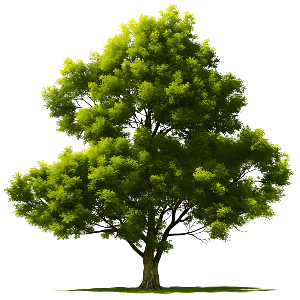 Lush Green Deciduous Tree Isolated on transparent Background Detailed Illustration of Nature png