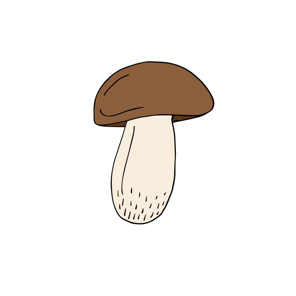 Hand drawn King bolote cep mushroom isolated on white background vector