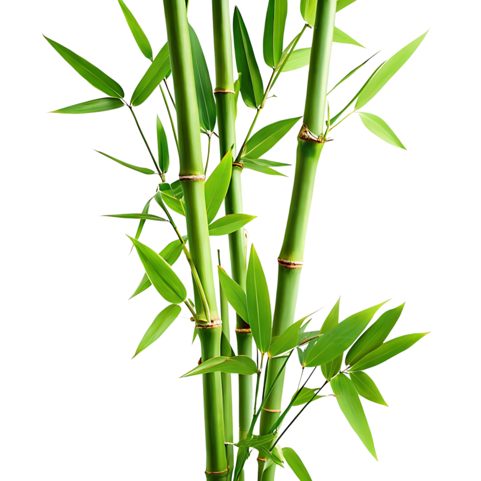 Vibrant Green Bamboo Stalks and Lush Leaves Against a transparent Background png