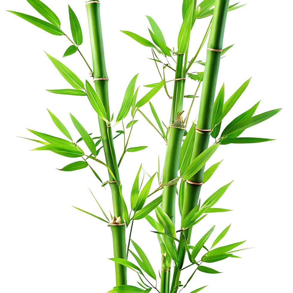 Vibrant Green Bamboo Stalks with Lush Leaves Isolated on transparent Background png