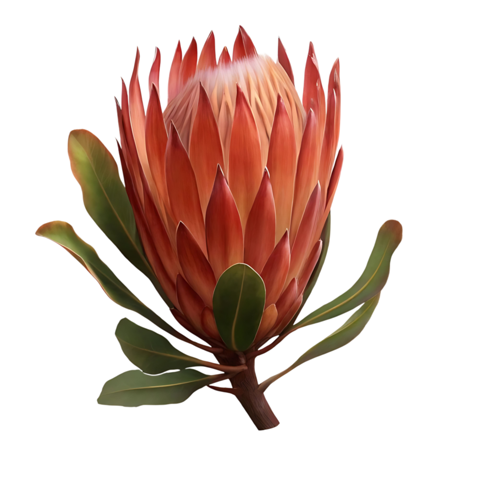 Stunning Red King Protea Flower Detailed Botanical transparent on transparent Background png
