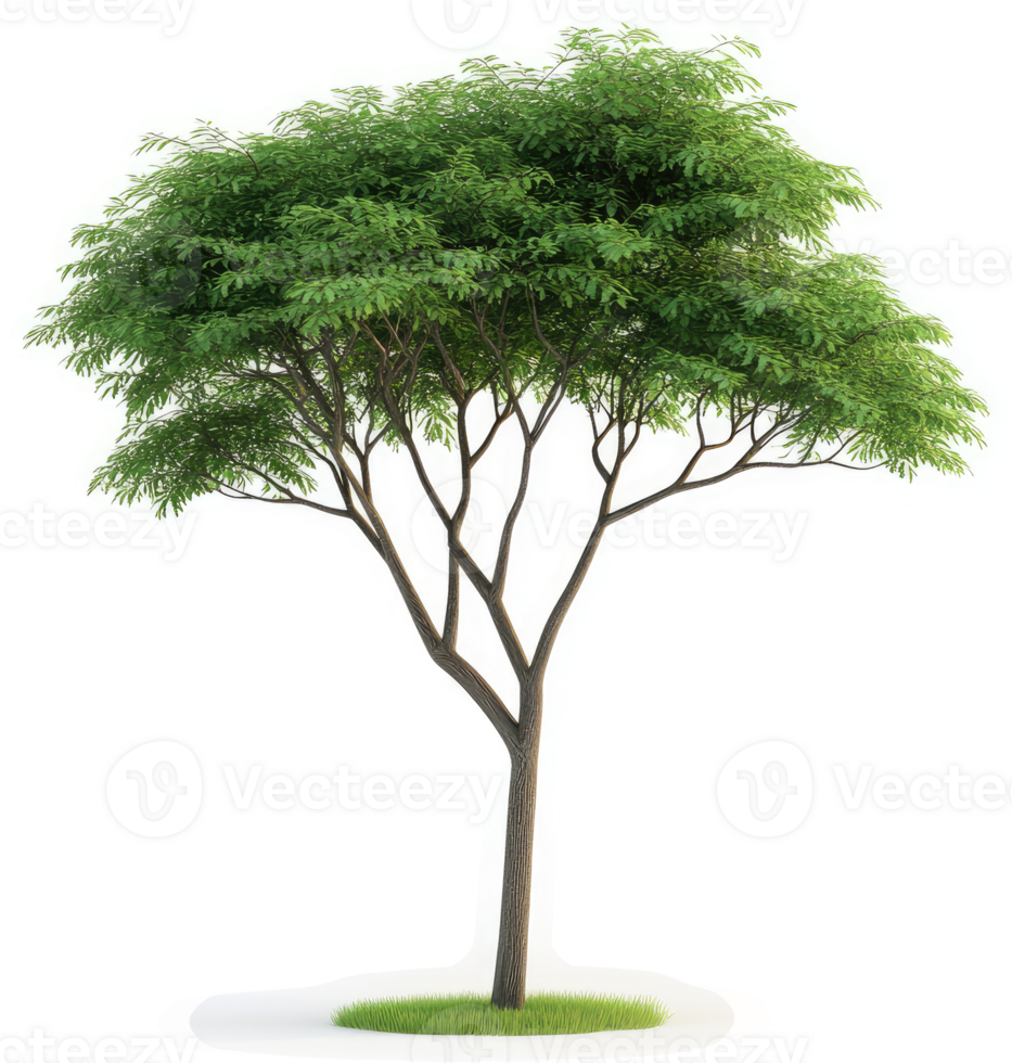 Lush green tree stands tall against a white background. png