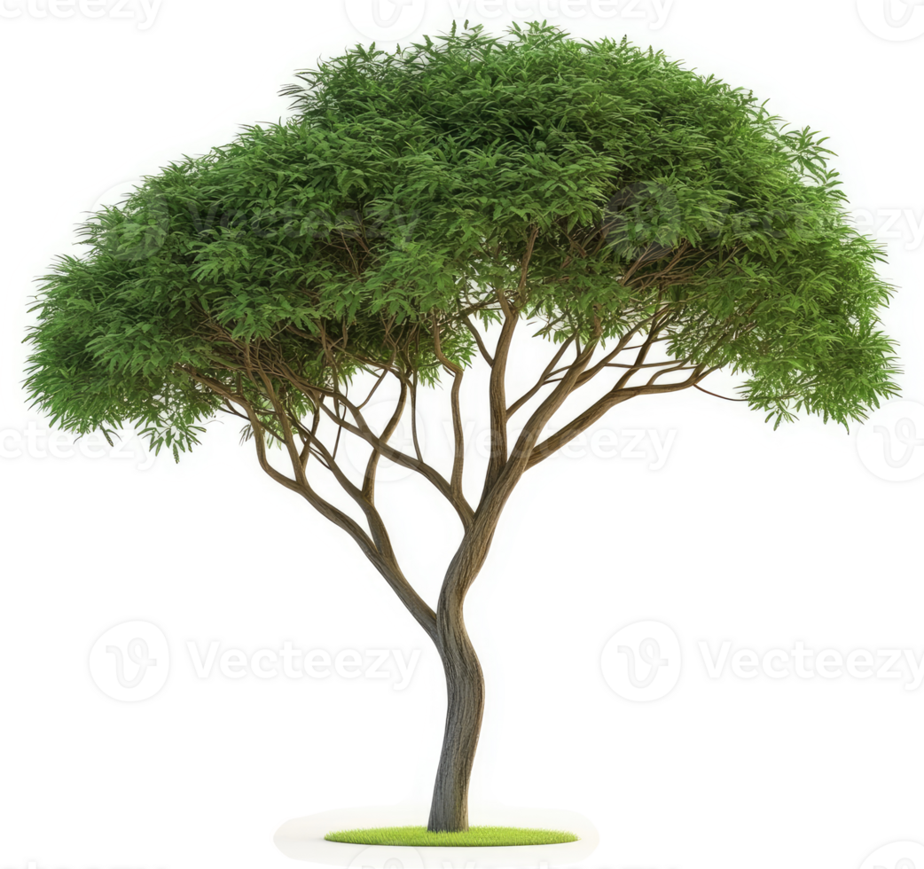 Lush, broad-leafed tree with a distinctive trunk. png