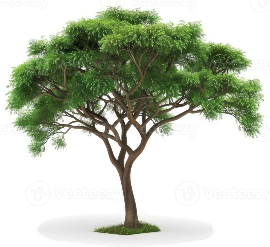 Lush, flourishing tree against a plain background. png