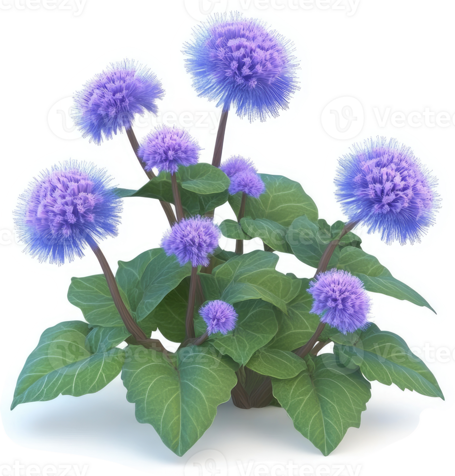 Purple fluffy flower cluster with lush foliage. png