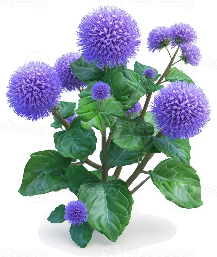 Vibrant purple flower cluster with lush green foliage. png