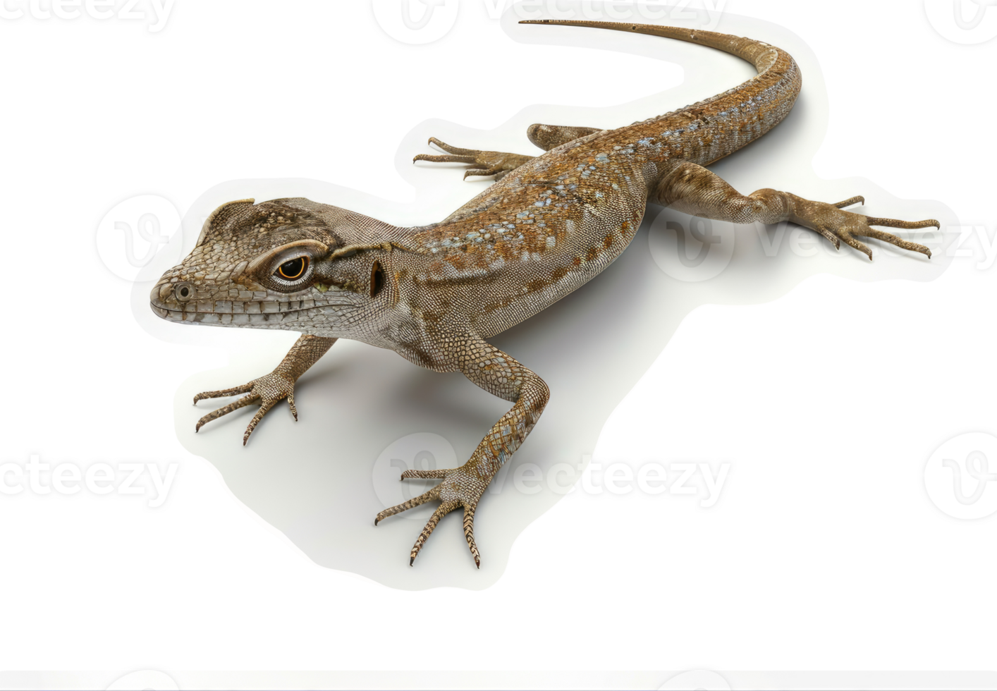 Close-up view of a lizard on a white background. png