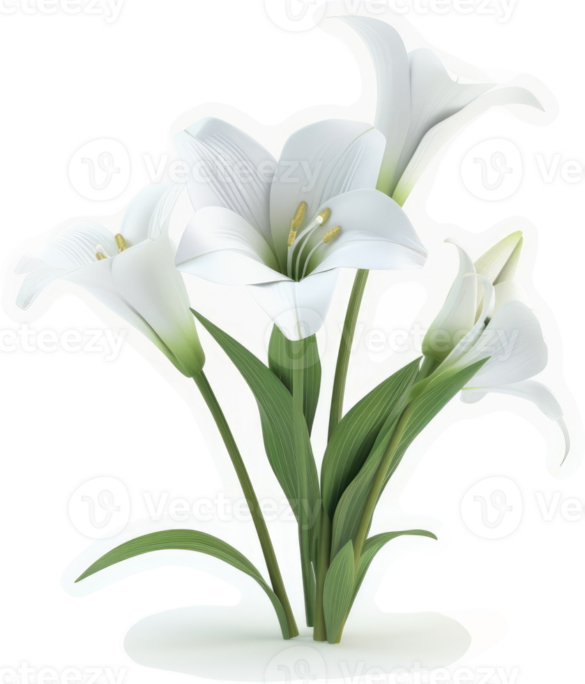 A cluster of elegant white lilies. png