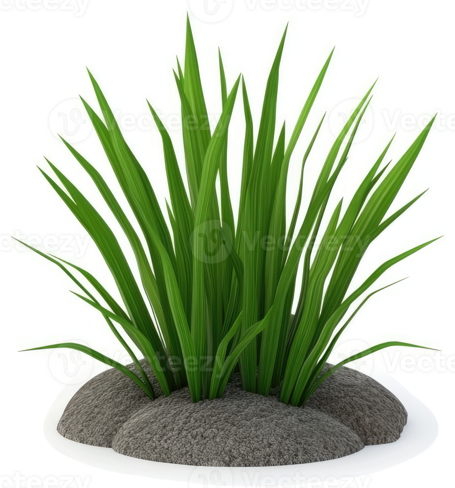 Lush green grass tuft on a bed of gray soil. png