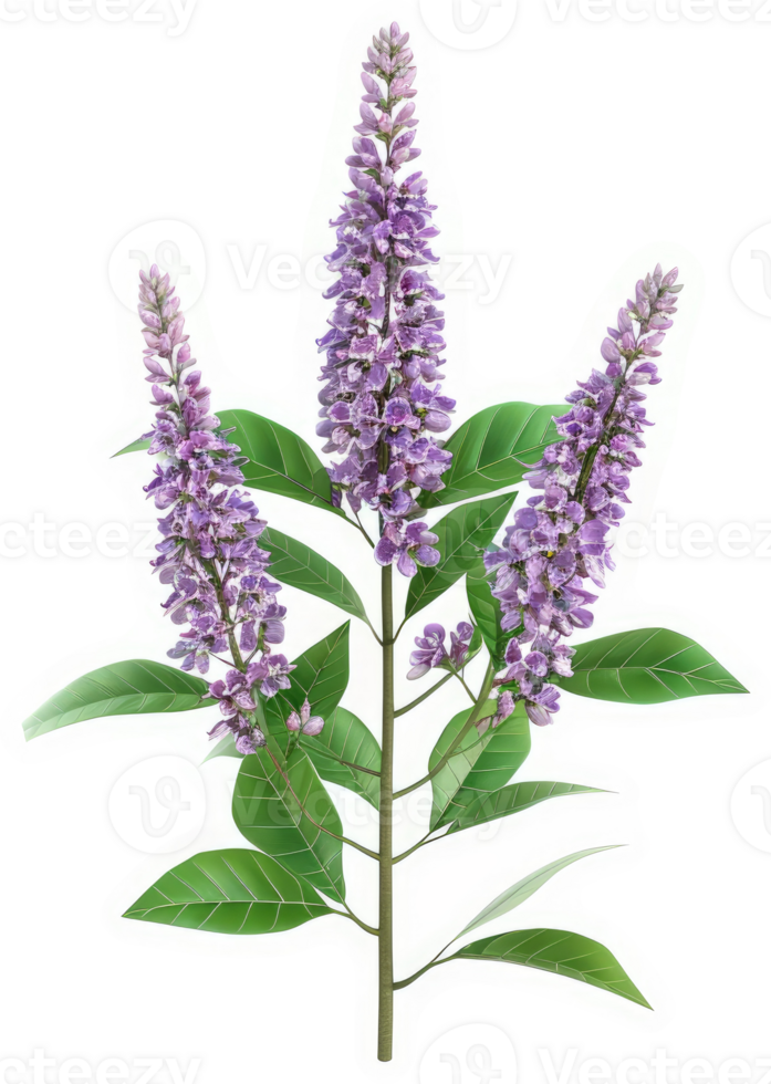 Vibrant purple flower cluster with elongated, delicate leaves. png