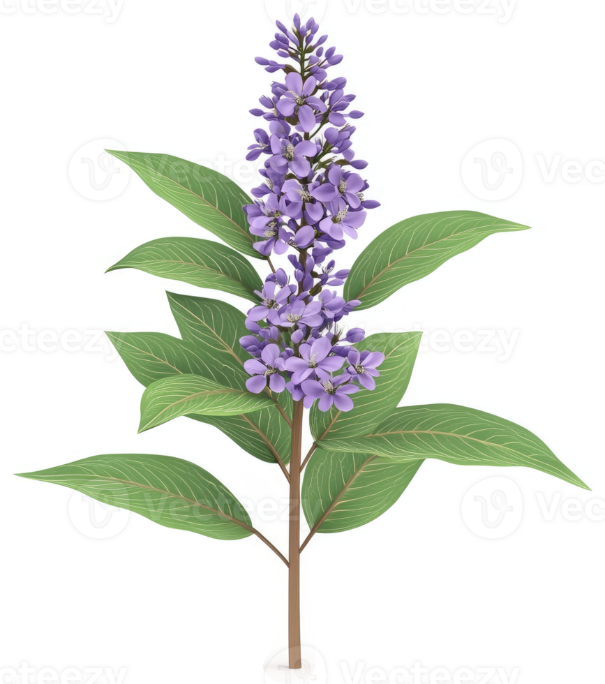 Lilac blossom with vibrant green leaves. png