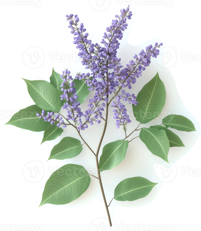 Lush purple flower branch with vibrant green leaves. png