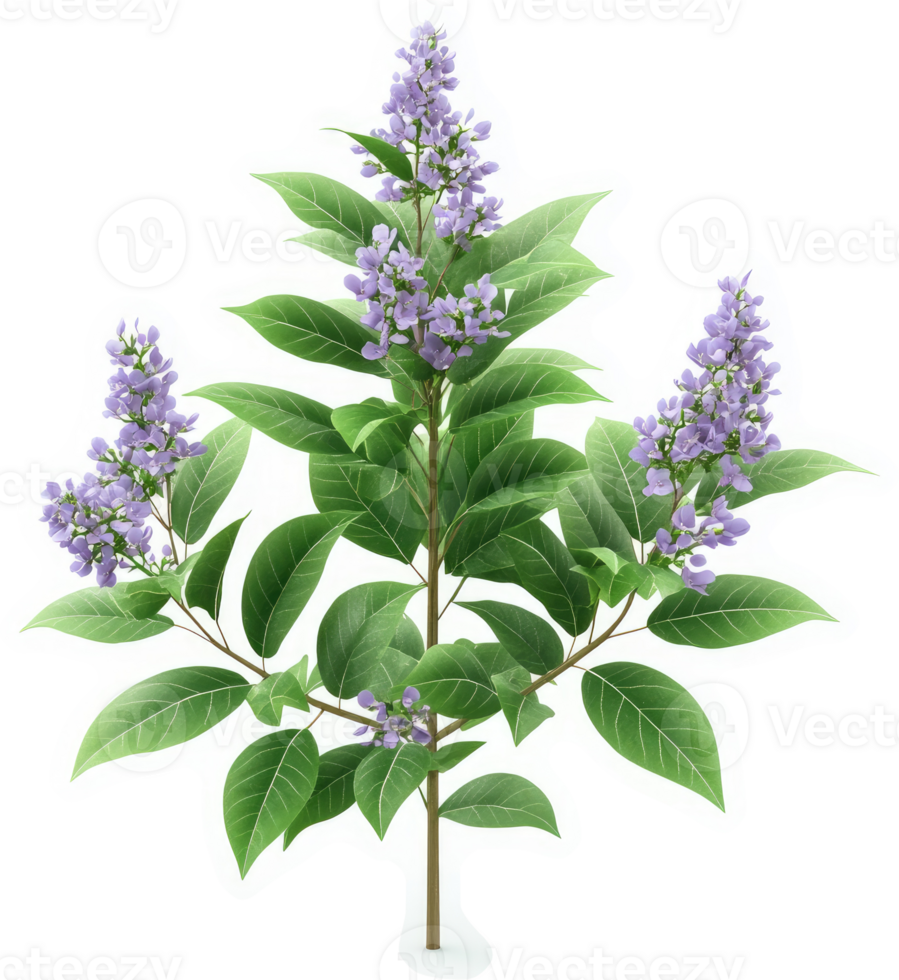 Lush lilac bush displays vibrant blossoms and foliage. png