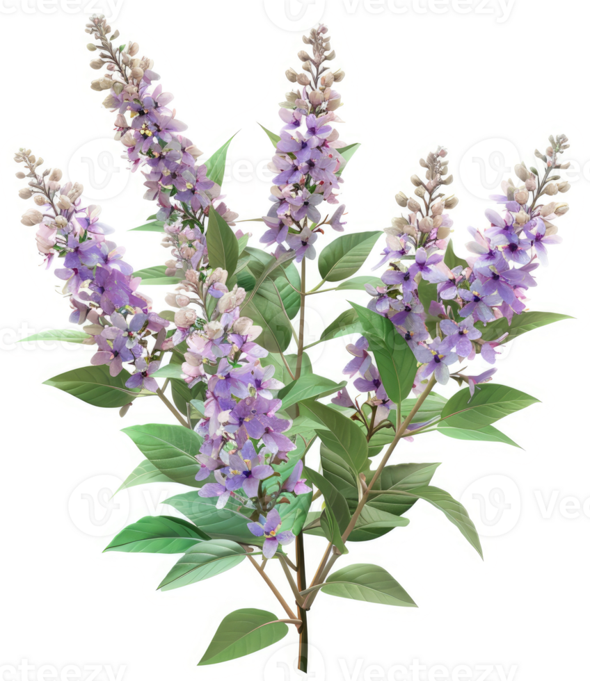 Light purple flowers in clusters on delicate stems. png