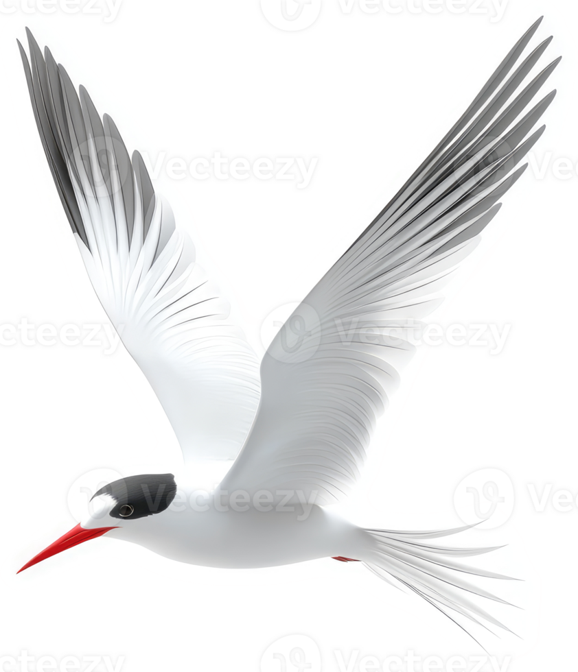 A graceful arctic tern soars through the air. png