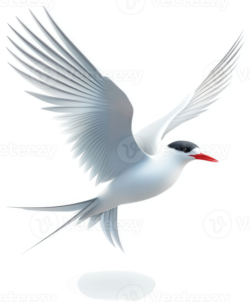 A soaring arctic tern in flight. png
