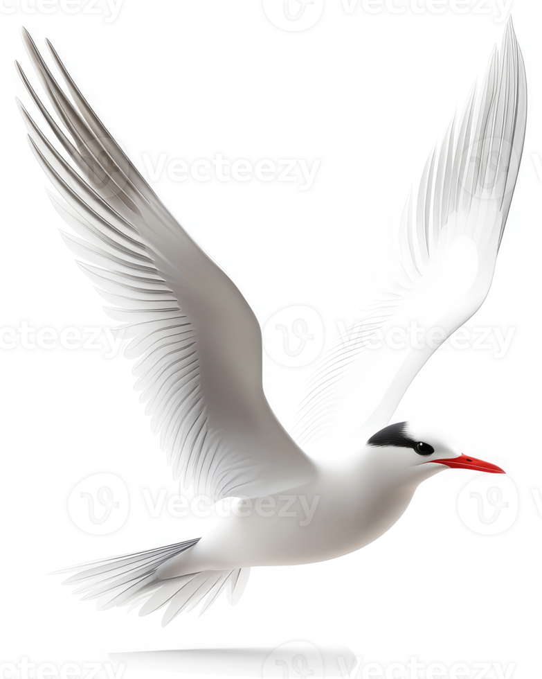Graceful white bird in flight against a white background. png