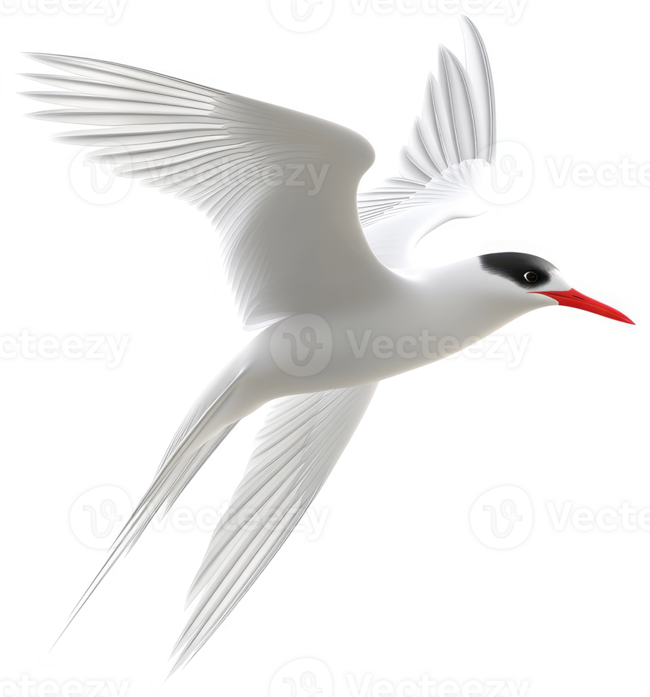 Arctic tern in flight, showcasing its elegant form. png