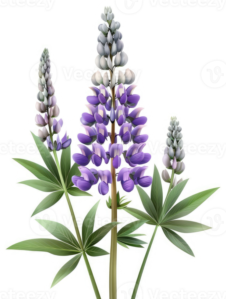 Vibrant lupine blossoms with delicate leaves. png
