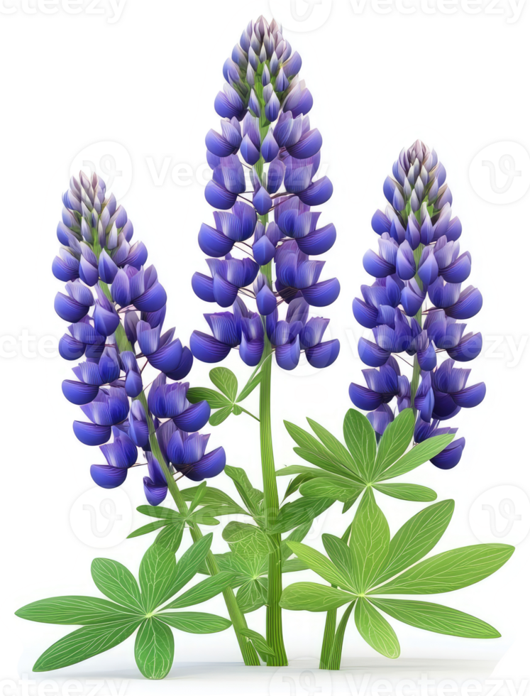 Vibrant, purple lupine blossoms in a botanical illustration. png