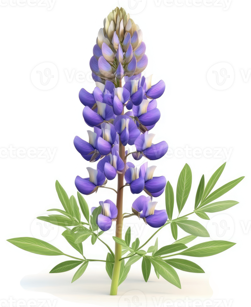 Vibrant purple lupine flower with green foliage. png
