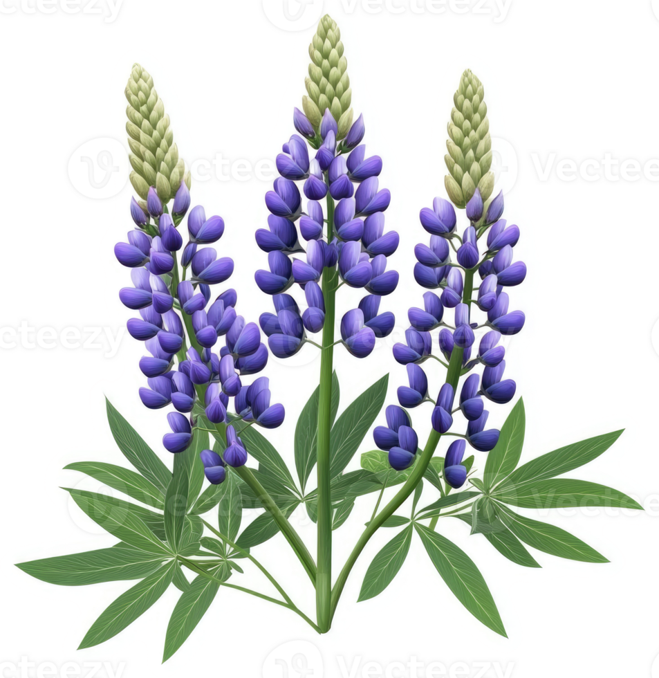 Vibrant purple lupine blossoms with lush foliage. png