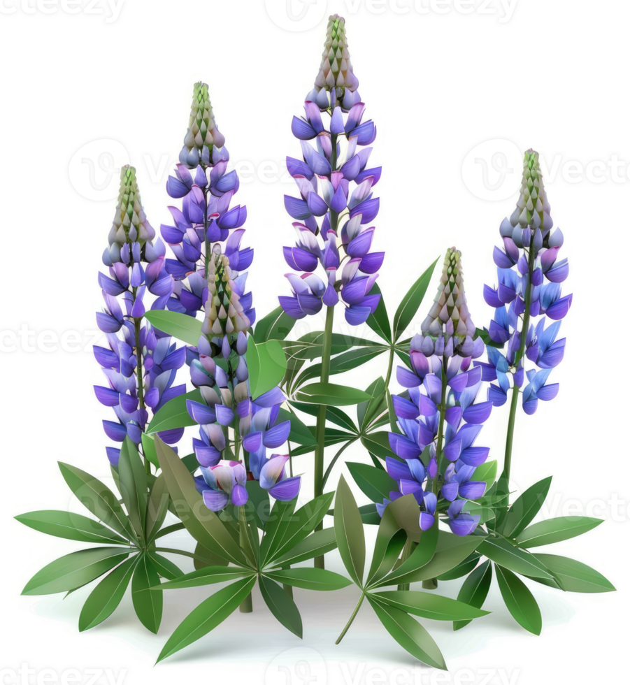Vibrant lupine blossoms cluster in a botanical illustration. png
