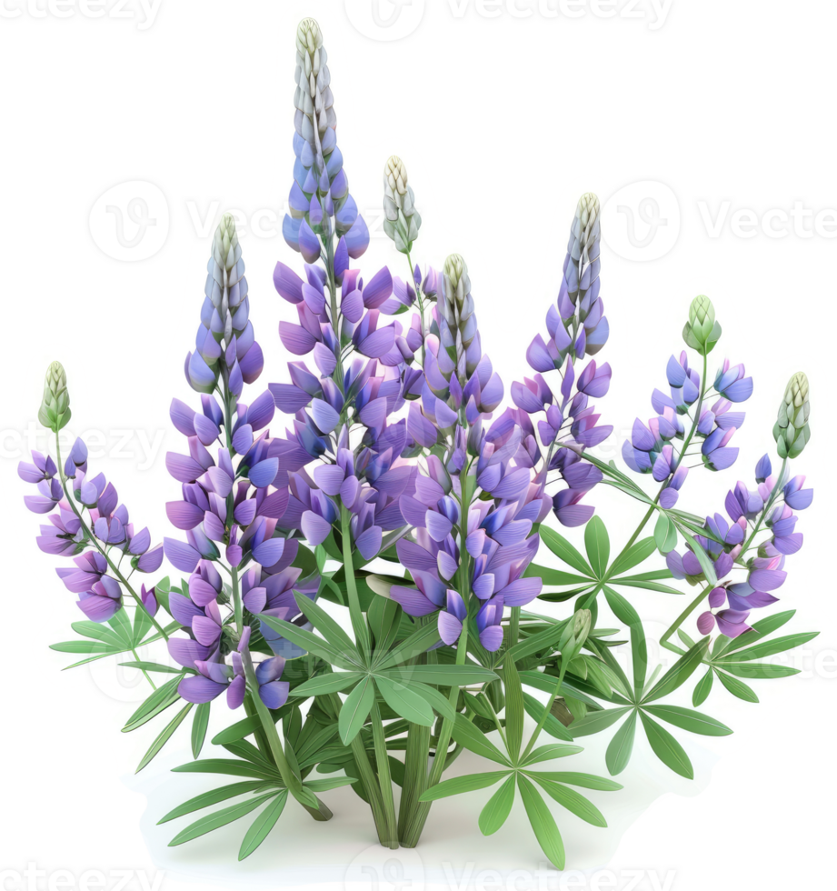 Vibrant purple lupine blossoms in a lush cluster. png