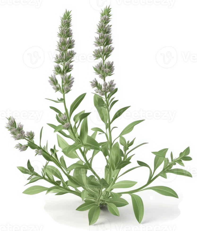 Light-green, flowering herb with delicate, clustered blossoms. png