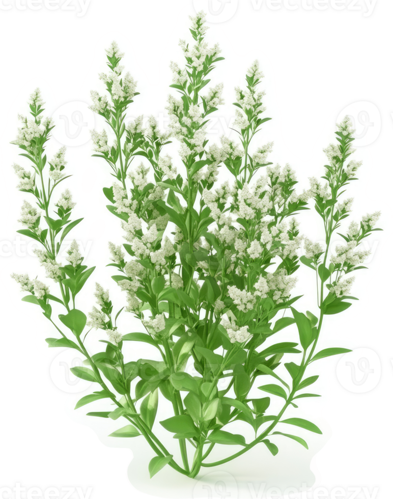 Dense cluster of small white flowers on leafy green stems. png