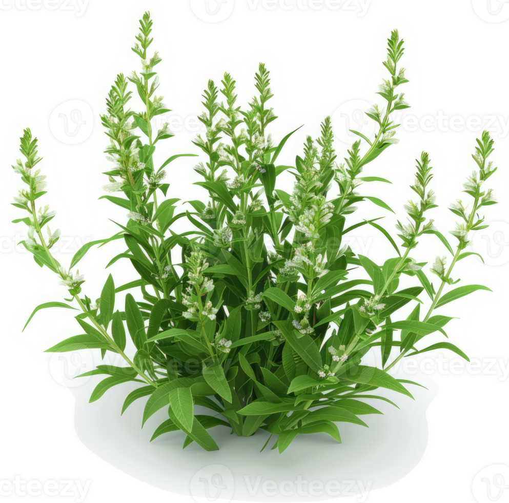 Dense cluster of vibrant green herbs with small white flowers. png