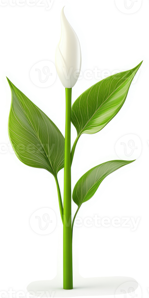 Graceful white peace lily sprout emerges. png