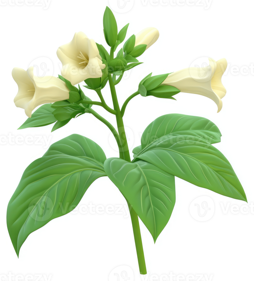 Cream-colored flowers bloom on a robust plant stalk. png